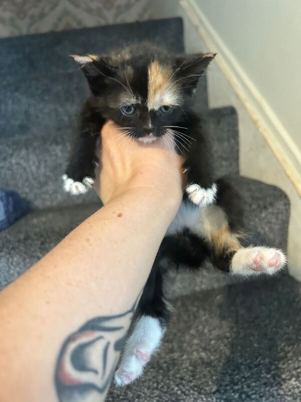British Shorthair Kittens For Sale Under £300