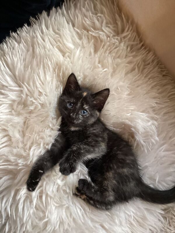 Kittens ready now