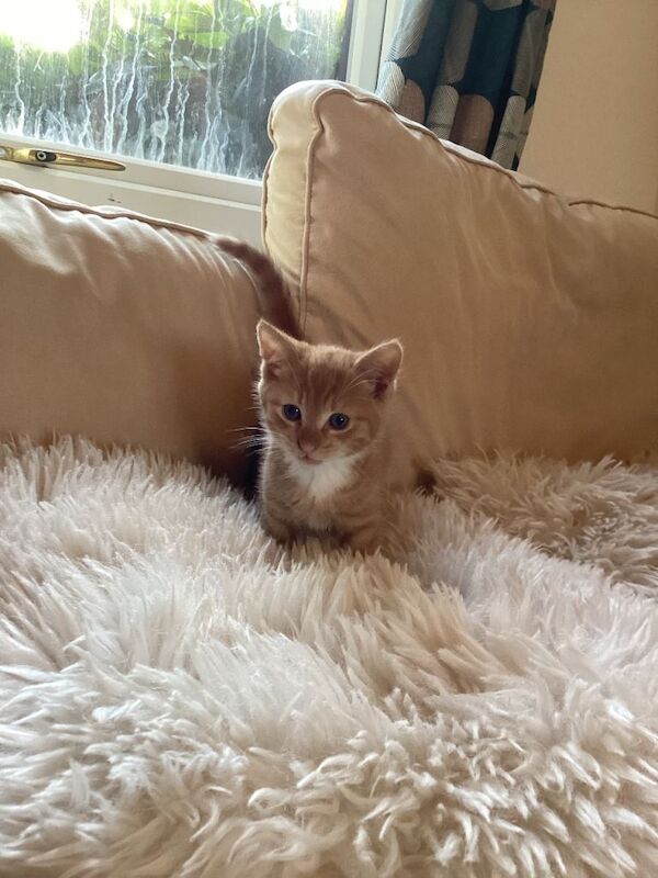 Kittens ready now - Image 2 of 4