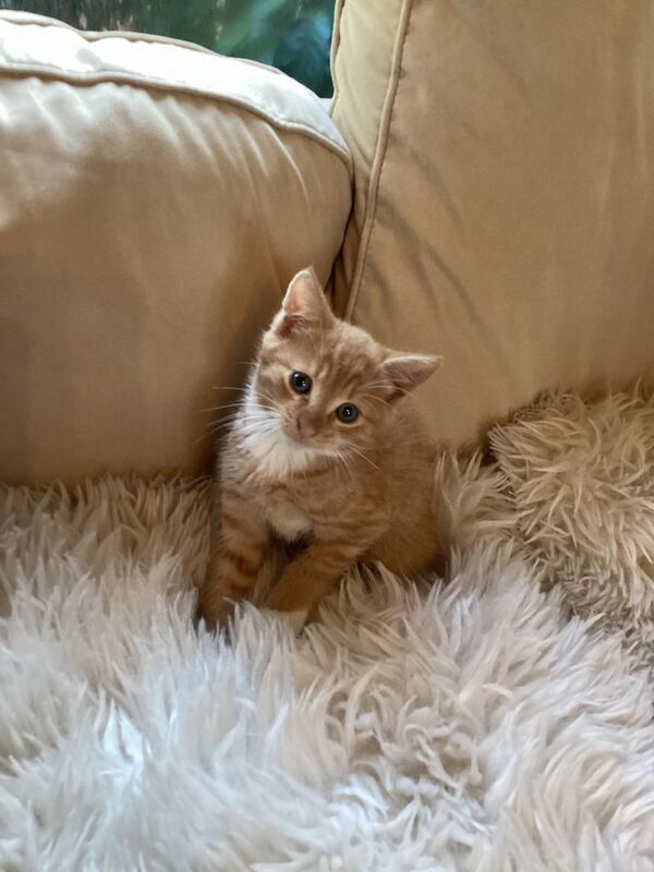 Kittens ready now - Image 3 of 4