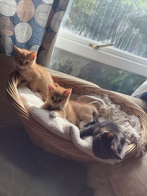 Kittens ready now - Image 4 of 4