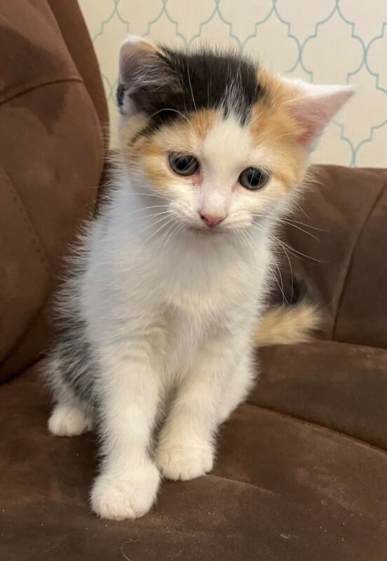 Kittens ready to be re homed now