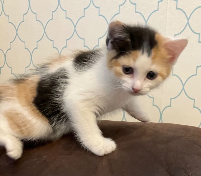 Kittens ready to be re homed now - Image 2 of 4