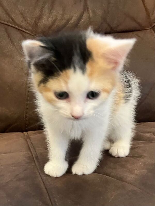 Kittens ready to be re homed now - Image 3 of 4