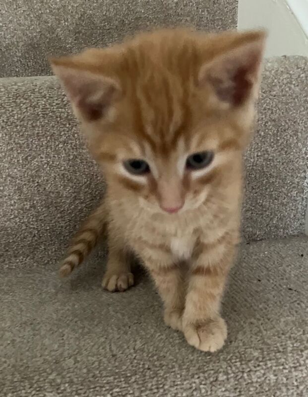Kittens ready to be re homed now - Image 4 of 4