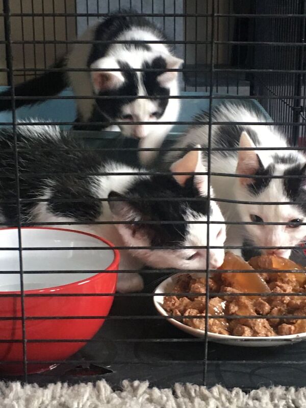 British Shorthair kittens for sale in Walsall, West Midlands – 11 weeks old - Image 2 of 3