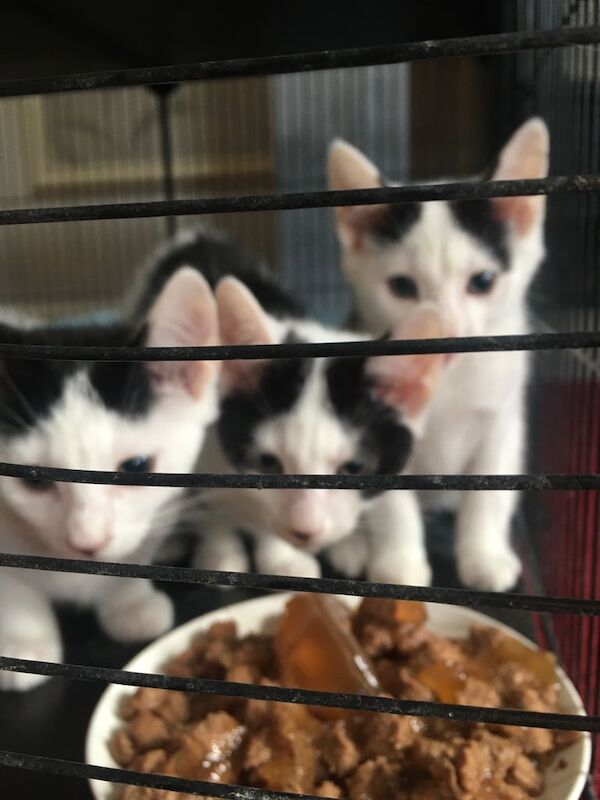 British Shorthair kittens for sale in Walsall, West Midlands – 11 weeks old - Image 3 of 3