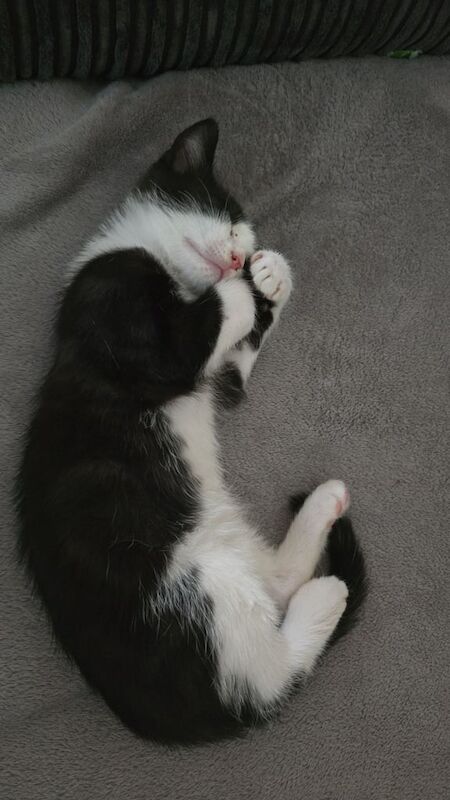British Shorthair kittens for sale in Princes Risborough, Buckinghamshire – 10 weeks old