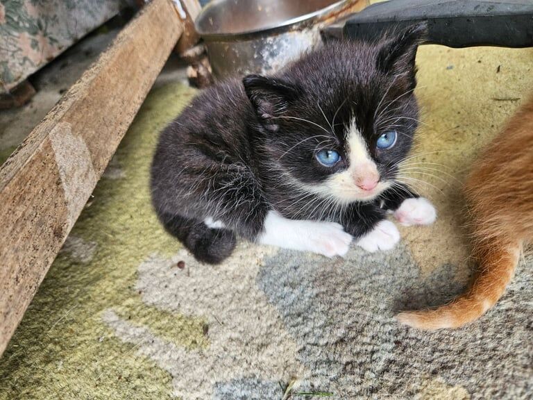 British Shorthair kittens for sale in Ballymena, County Antrim – 9 weeks old - Image 2 of 2