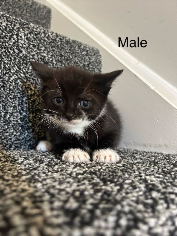 Kittens ready to go now for sale in Cheddar, Somerset