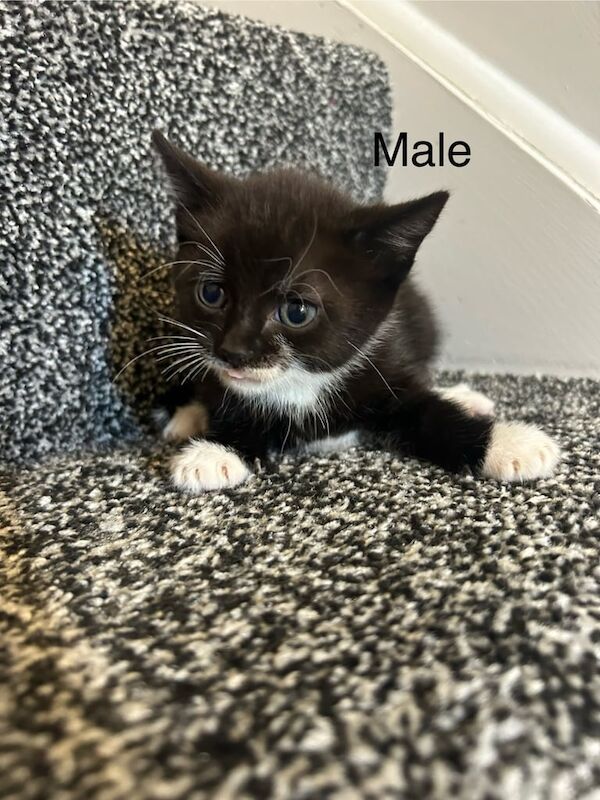 Kittens ready to go now for sale in Cheddar, Somerset | Image 3