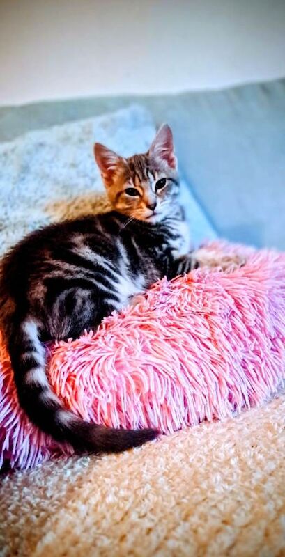 British Shorthair kittens for sale in Dalkeith, Midlothian – 3 months old