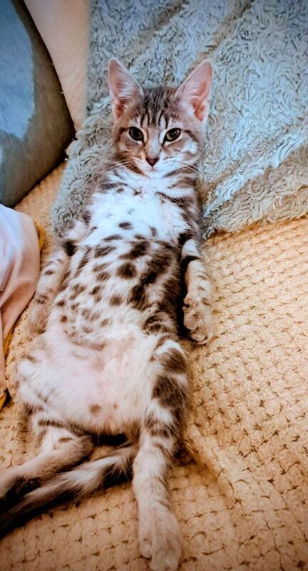 British Shorthair kittens for sale in Dalkeith, Midlothian – 3 months old - Image 2 of 5