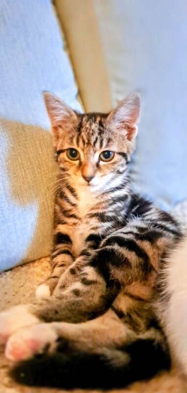 British Shorthair kittens for sale in Dalkeith, Midlothian – 3 months old - Image 3 of 5