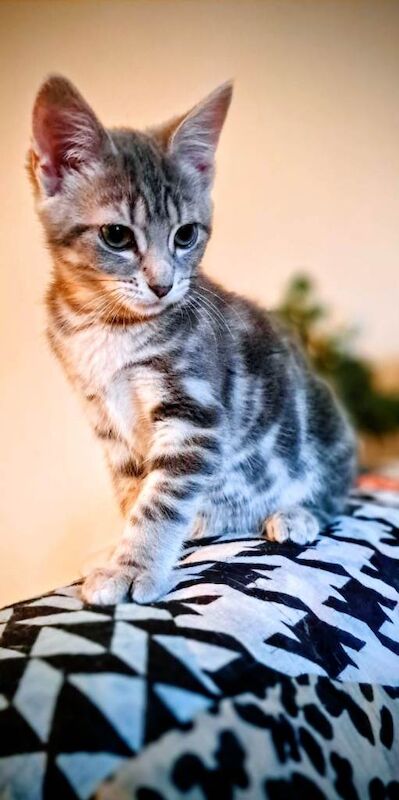 British Shorthair kittens for sale in Dalkeith, Midlothian – 3 months old - Image 4 of 5