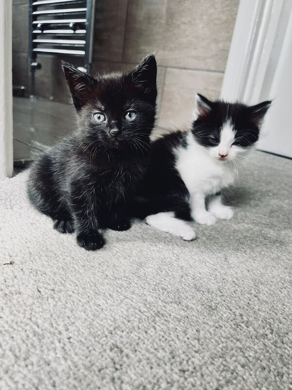 Kittens ready to leave for sale in Solihull, West Midlands