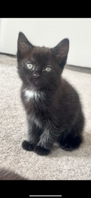 Kittens ready to leave for sale in Solihull, West Midlands | Image 2