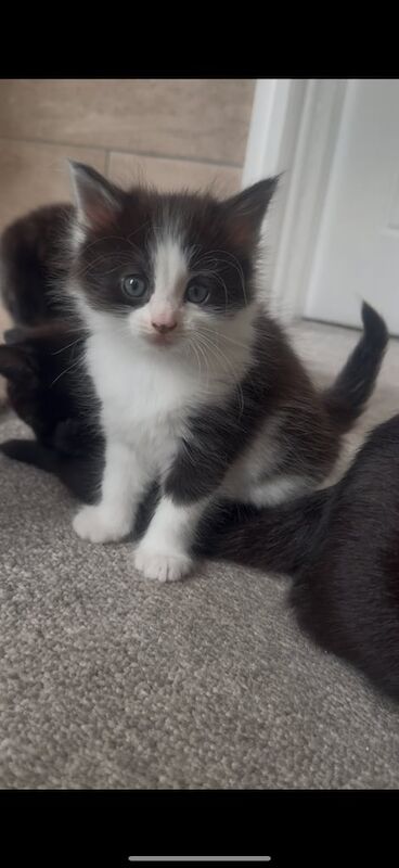Kittens ready to leave for sale in Solihull, West Midlands | Image 3