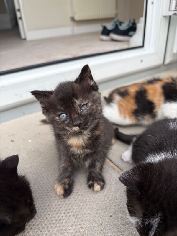 Kittens ready to leave