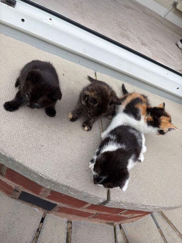 Kittens ready to leave - Image 2 of 5