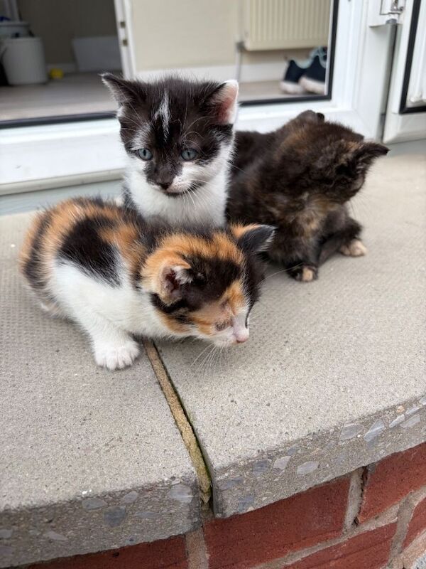 Kittens ready to leave - Image 3 of 5