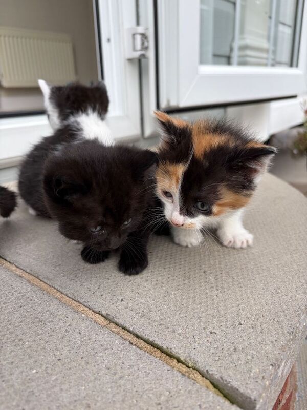 Kittens ready to leave - Image 4 of 5