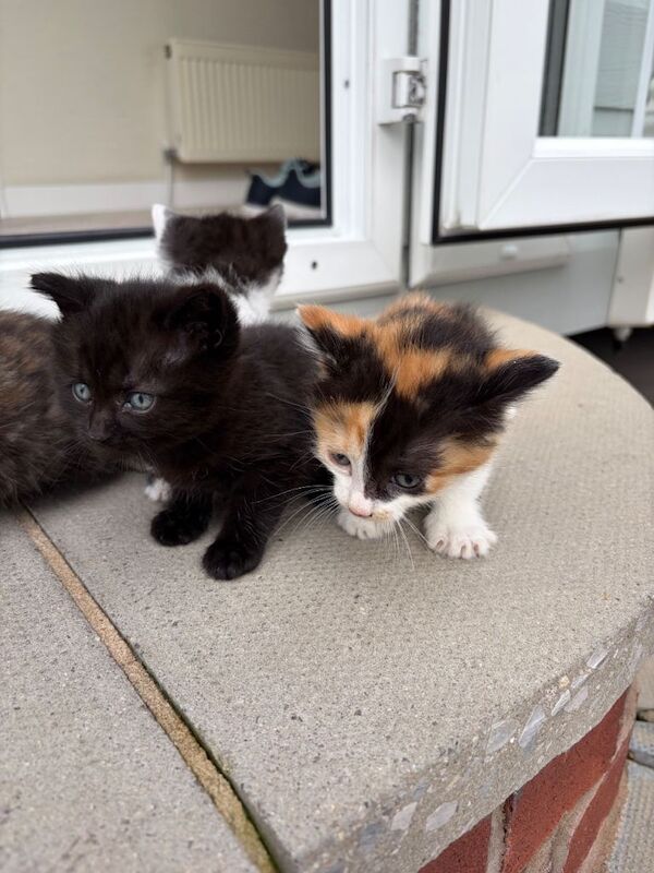 Kittens ready to leave - Image 5 of 5