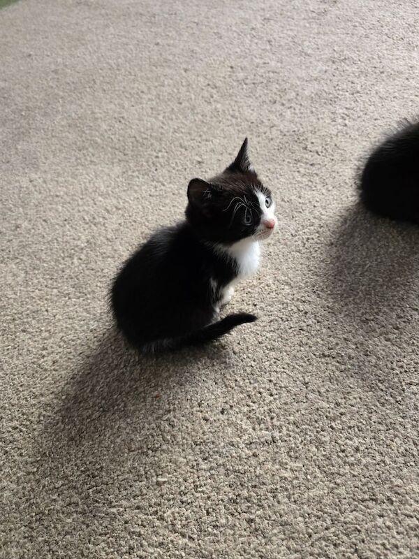 British Shorthair kittens for sale in Tilbury, Essex – 9 weeks old