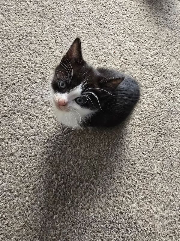 British Shorthair kittens for sale in Tilbury, Essex – 9 weeks old - Image 2 of 6