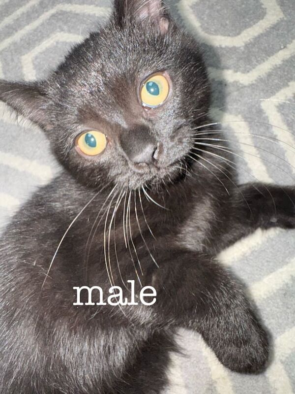 British Shorthair kittens for sale in Heathrow, London – 3 months old