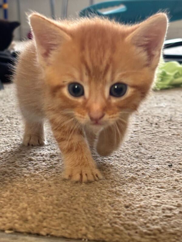 Kittens t