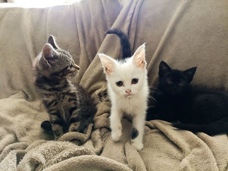 British Shorthair kittens for sale in Milton Keynes, Buckinghamshire – 8 weeks old