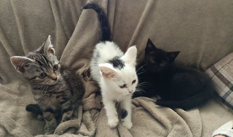 British Shorthair kittens for sale in Milton Keynes, Buckinghamshire – 8 weeks old - Image 2 of 3