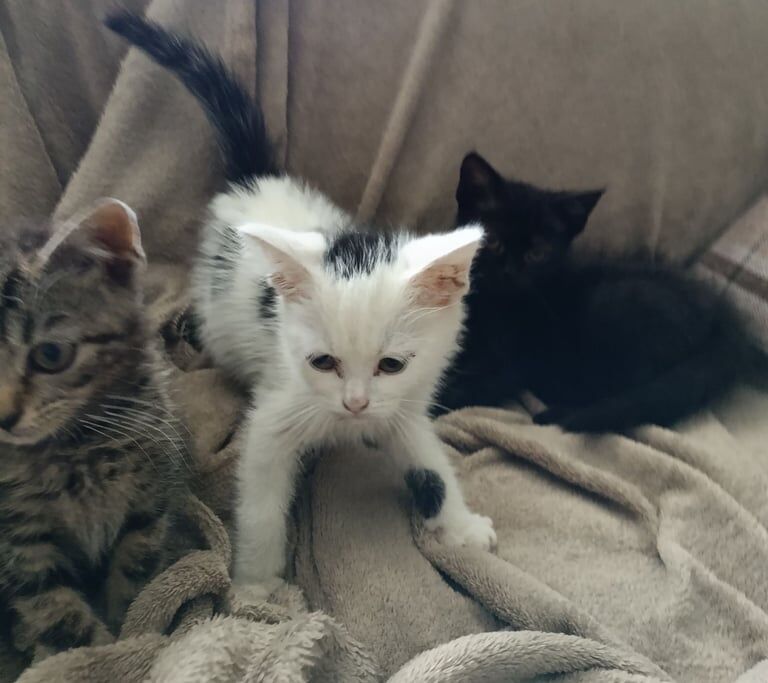 British Shorthair kittens for sale in Milton Keynes, Buckinghamshire – 8 weeks old - Image 3 of 3