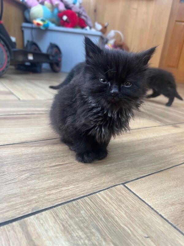 Kittens x 6 - Image 2 of 4