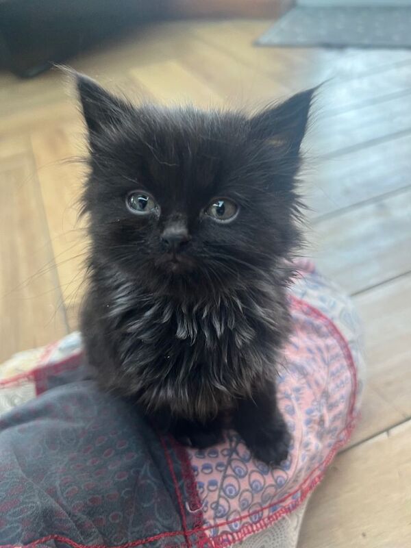 Kittens x 6 - Image 3 of 4