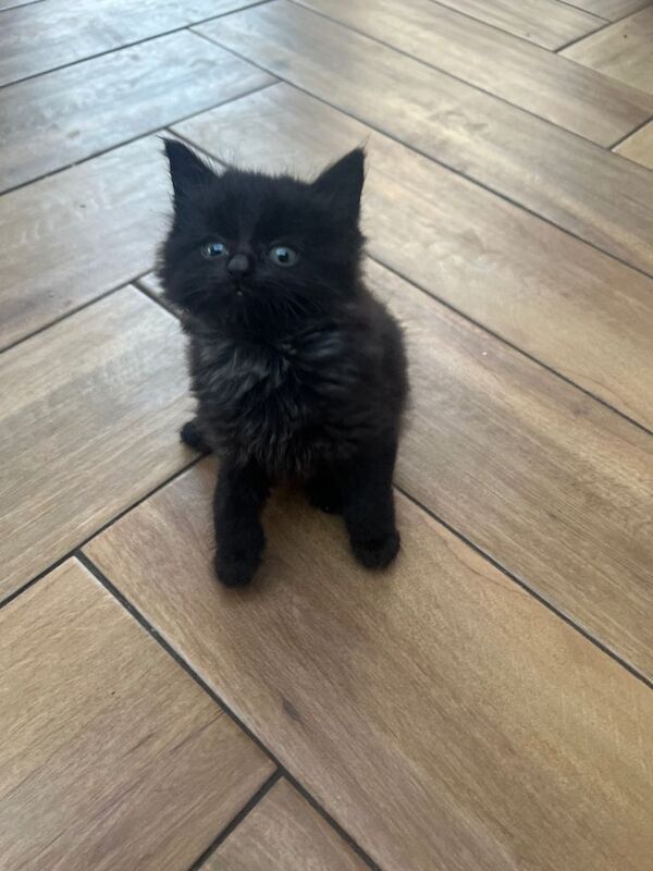 Kittens x 6 - Image 4 of 4