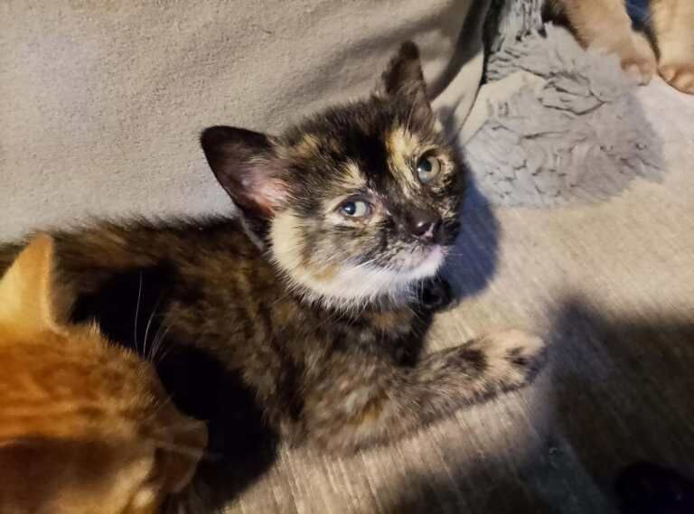 Kittens x5 - Image 2 of 6