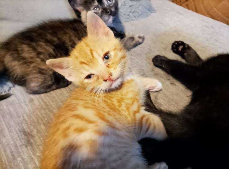 Kittens x5 - Image 3 of 6