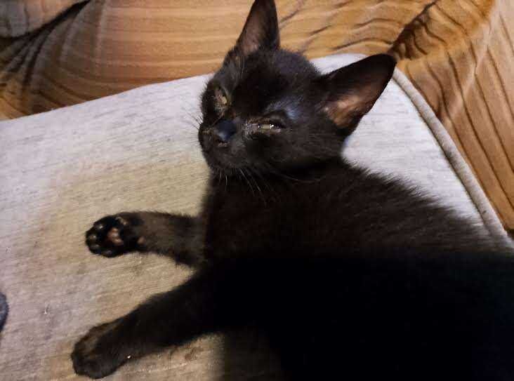 Kittens x5 - Image 4 of 6