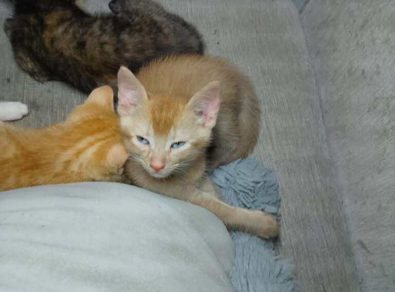 Kittens x5 - Image 5 of 6