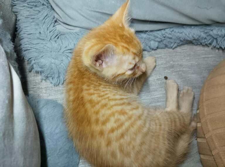 Kittens x5 - Image 6 of 6