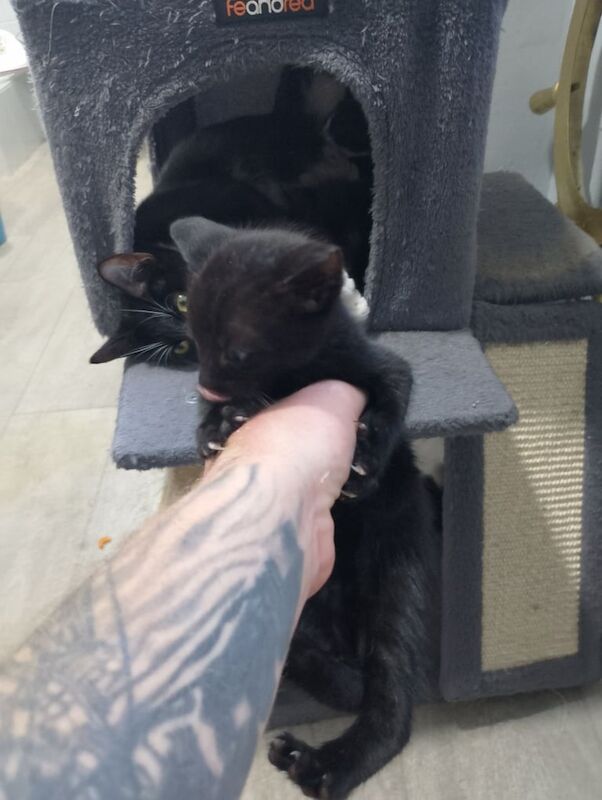 Kittens x8 ready to go today for sale in Boston, Lincolnshire
