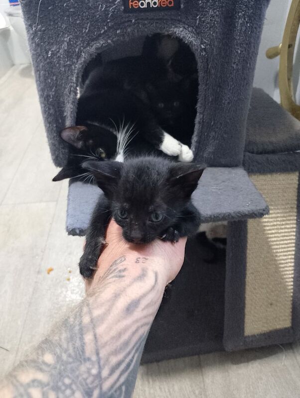 Kittens x8 ready to go today for sale in Boston, Lincolnshire | Image 2
