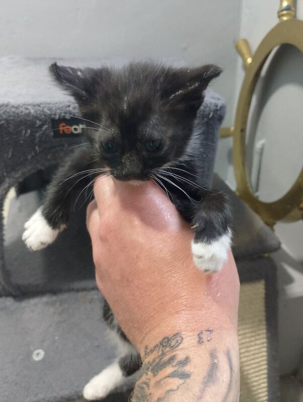 Kittens x8 ready to go today for sale in Boston, Lincolnshire | Image 3
