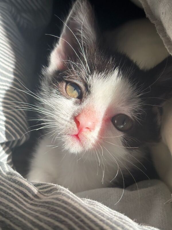 British Shorthair Kittens For Sale