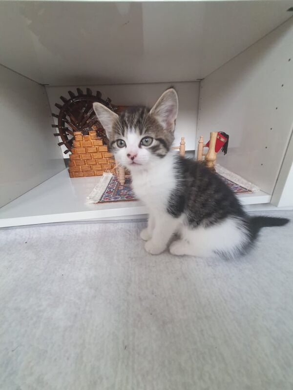 British Shorthair kittens for sale in Willesden, Greater London – 8 weeks old