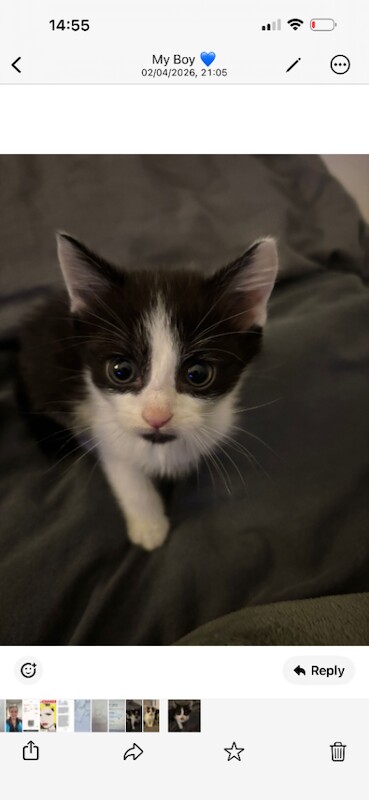 British Shorthair Kittens For Sale