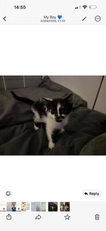 Kittys - Image 2 of 2