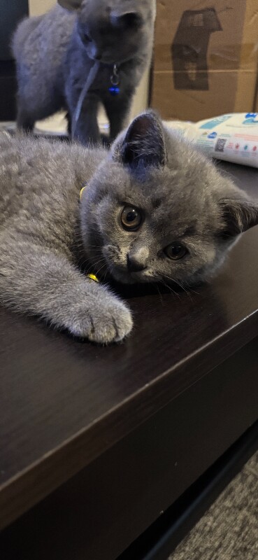 British Shorthair Kittens For Sale